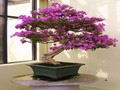 Bougainvillea bulmaca online oynamak için